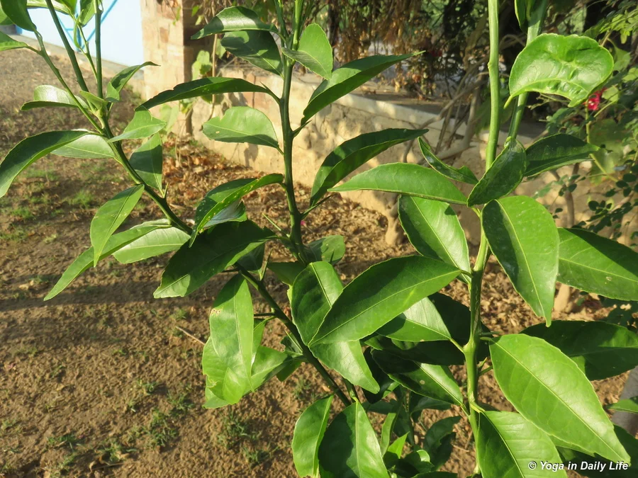an orange tree in its 4th year